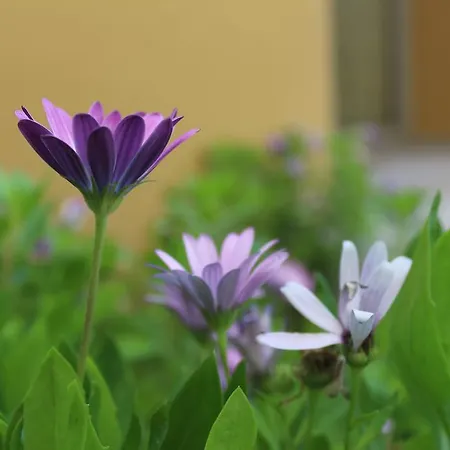 Agacli Hotel Askaray