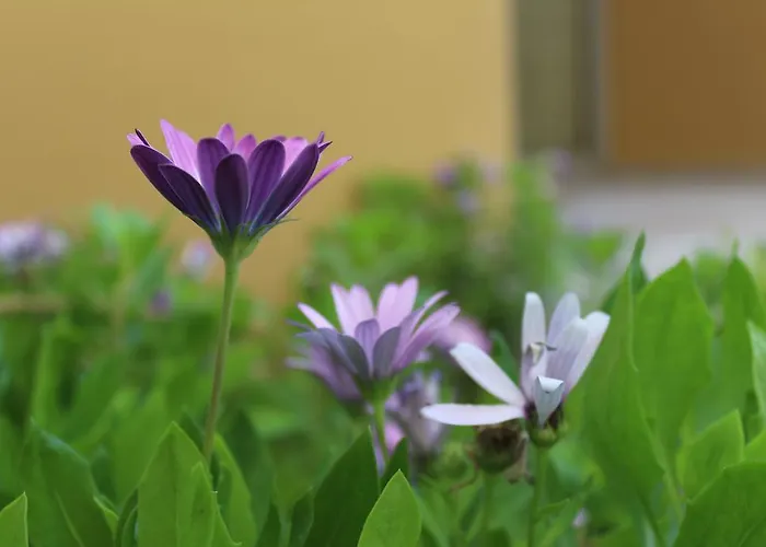 Agacli Hotel Aksaray